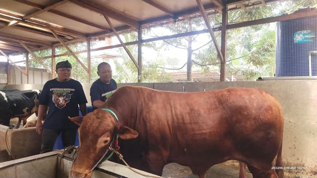 Sapi Limosin Bobot 1,1 Ton Asal Serang Siap Jadi Hewan Kurban Presiden